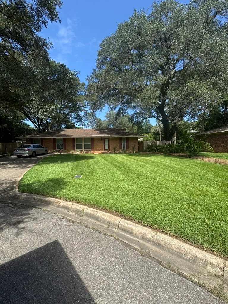Evenly mowed and striped front lawn at a brick ranch home shaded by mature live oaks