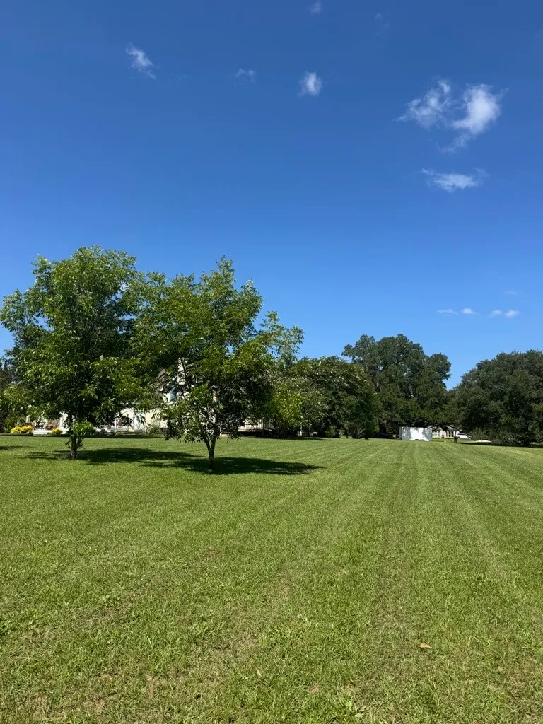 Large open property mowed in even passes, with two young shade trees under a deep blue Tallahassee sky